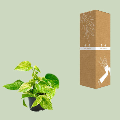 Epipremnum Marble Queen - Scindapsus - Ø15cm - Pflanzfix24.de - Pflanzfix24.de