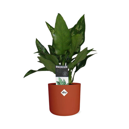 Aglaonema Maria in ELHO b.for soft rond 14cm brique - Pflanzfix24