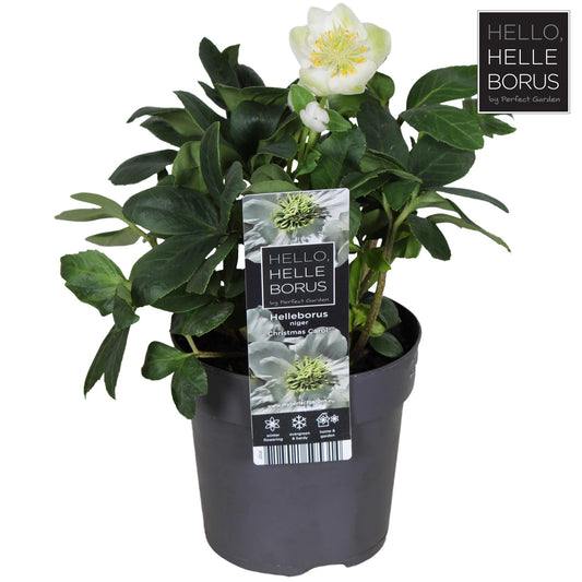 Helleborus Niger 'Christmas Carol' P10,5 - Pflanzfix24