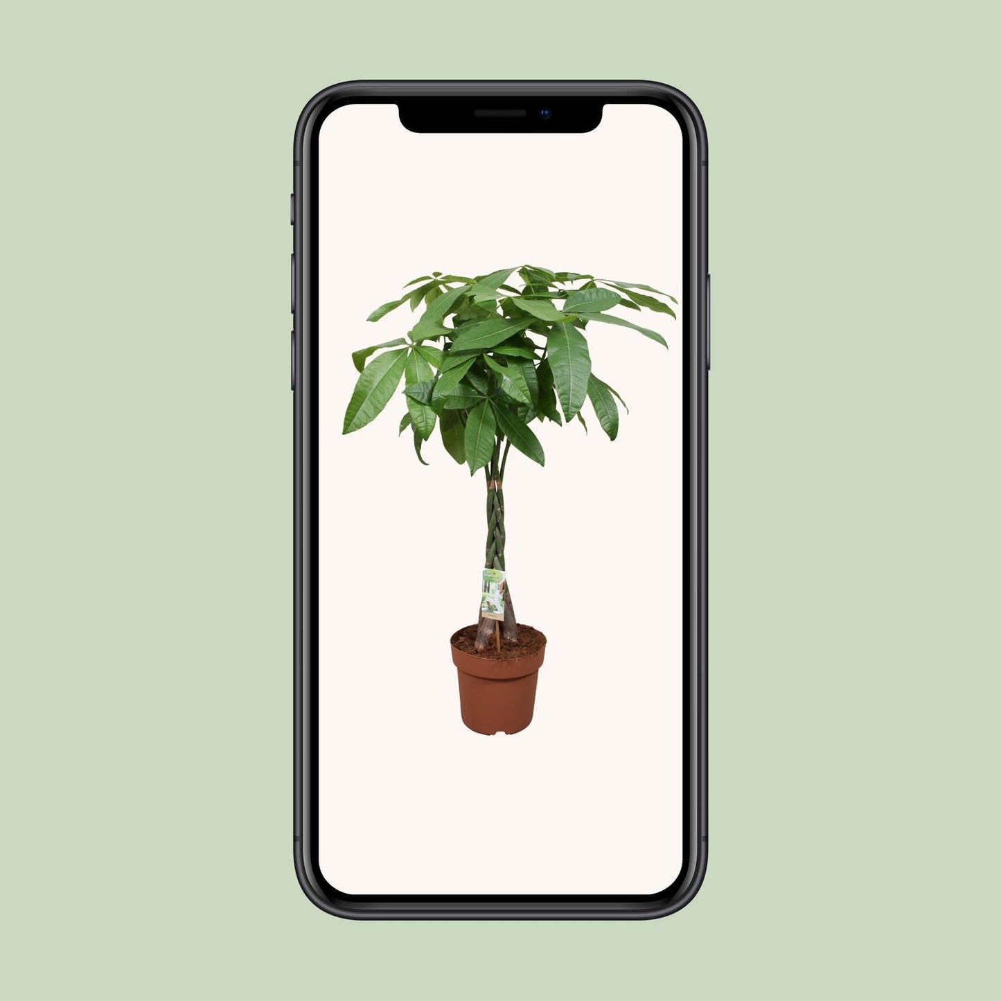 Pachira Aquatica Geldbaum Zimmerpflanze Ø24cm, 120cm hoch - Pflanzfix24.de - Pflanzfix24.de