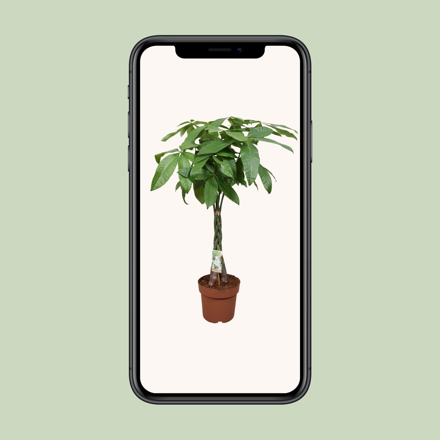 Pachira Aquatica Geldbaum Zimmerpflanze Ø24cm, 120cm hoch - Pflanzfix24.de - Pflanzfix24.de
