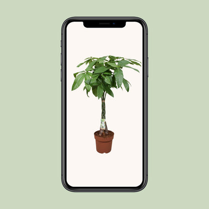 Pachira Aquatica Geldbaum Zimmerpflanze Ø24cm, 120cm hoch - Pflanzfix24.de - Pflanzfix24.de