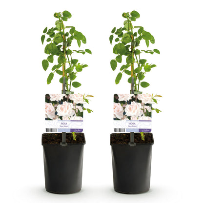 GreenboutiQ - Kletterrose - Rosa New Dawn - Blüte Hellrosa - 2 Pflanzen - Pflanzfix24.de - Pflanzfix24.de