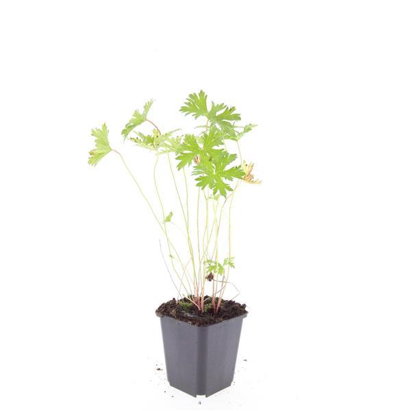24x Geranium 'Johnson's Blue' - Pflanzfix24