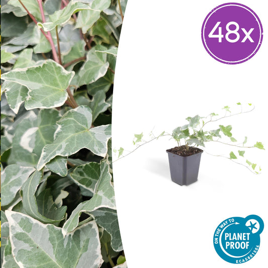 48x Hedera helix 'Glacier' - ↕10-25cm - Ø9cm - Pflanzfix24