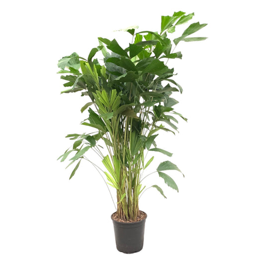 Caryota Mitis 160 cm – Fischschwanzpalme bei Pflanzfix24