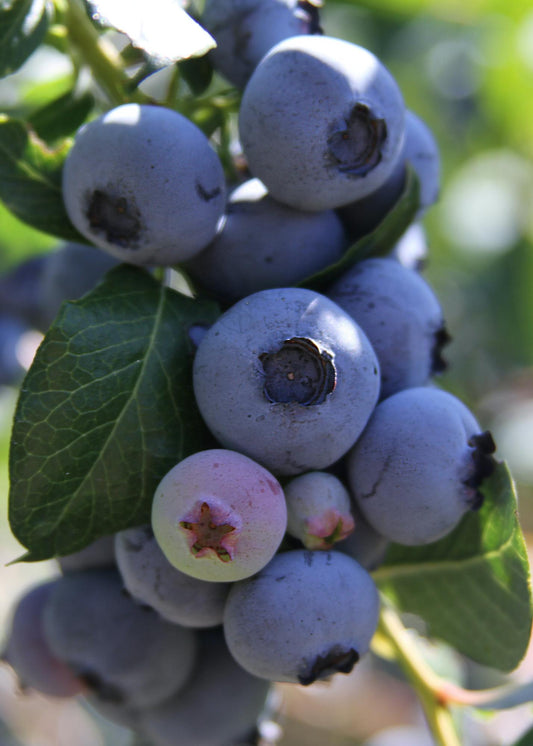 6x - Vaccinium corymbosum - ↨45cm - Ø13 - Pflanzfix24