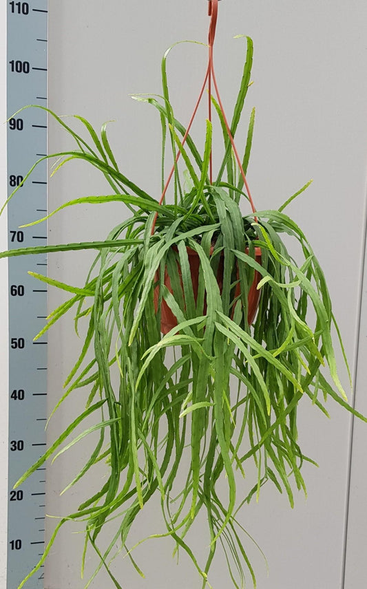Rhipsalis Holviana - Ø25cm - ↕60cm bei Pflanzfix24