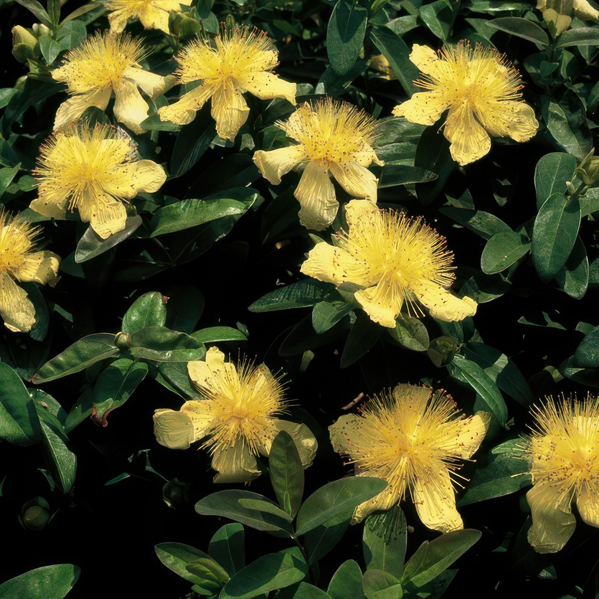 12x Hypericum calycinum Ø9cm | Gelbe Blüten Bodendecker | Pflanzfix24.de - Pflanzfix24.de