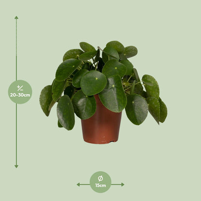 Pilea Peperomiodes - Pfannkuchenfabrik - Ø15cm - ↕25cm - Pflanzfix24
