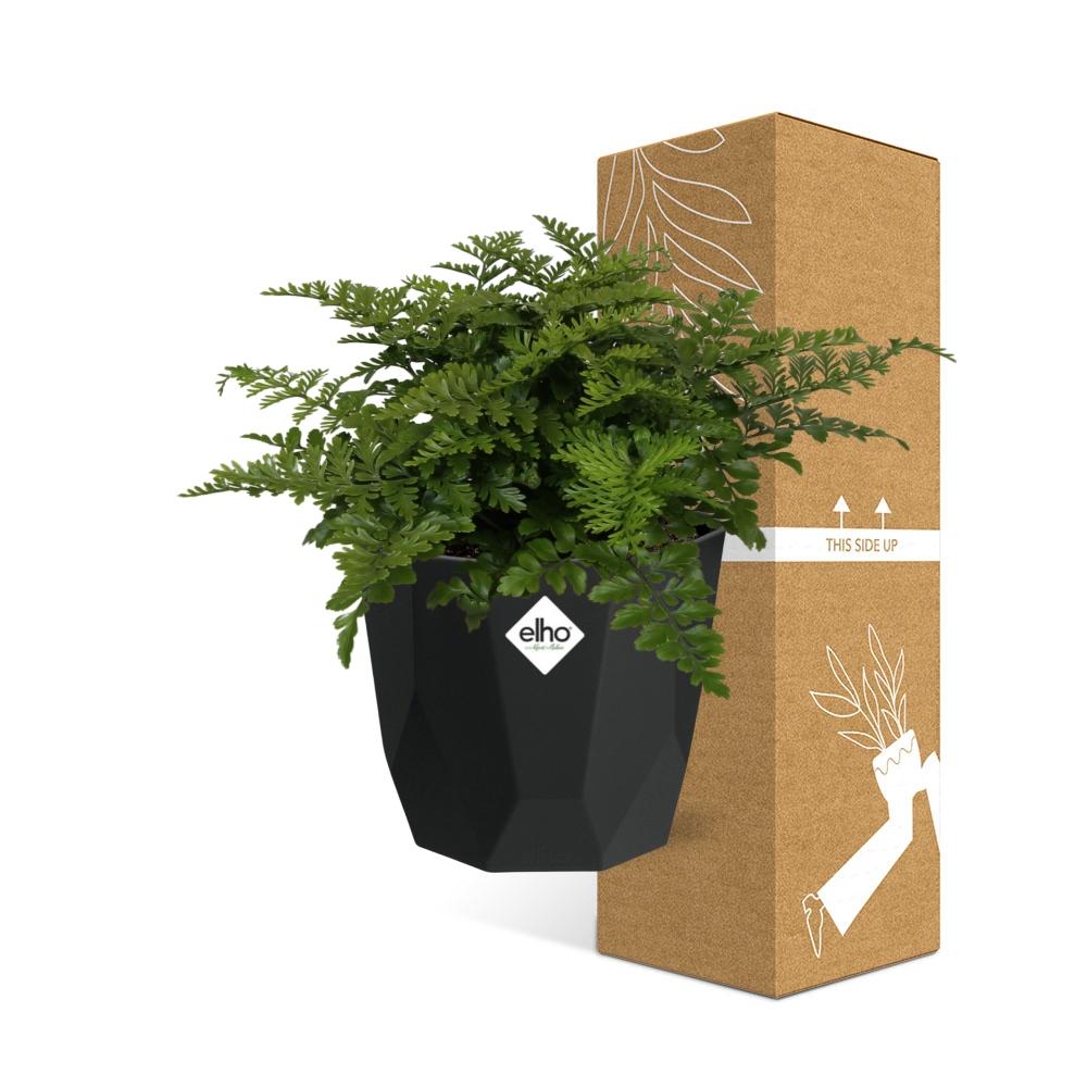 Asplenium Parvati Farn in 14cm Topf - Pflanzfix24