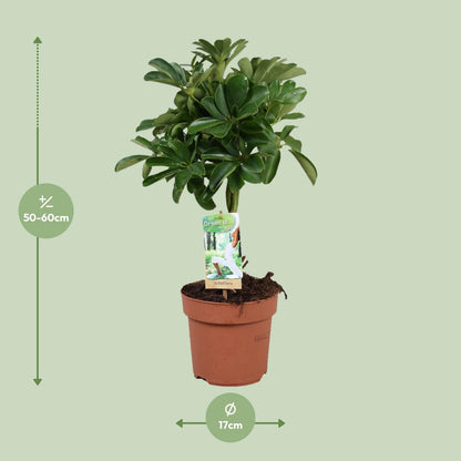 Schefflera Nora - Gevlochten Stam - Ø17cm - ↕60cm - Pflanzfix24