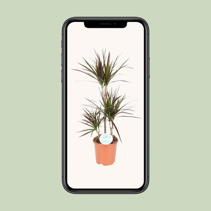 Dracaena Magenta - Ø21cm - ↕95cm - Pflanzfix24