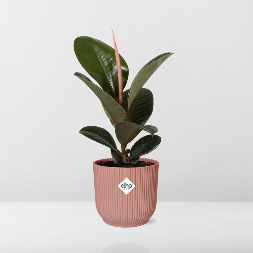Ficus Elastica 'Robusta' in ELHO Vibes Fold 14cm roze - pflanzfix24