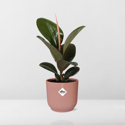 Ficus Elastica 'Robusta' in ELHO Vibes Fold 14cm roze - pflanzfix24