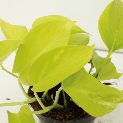 Epipremnum Golden Pothos (Scindapsus) - 4 Stücke - Ø12cm - Pflanzfix24.de - Pflanzfix24.de