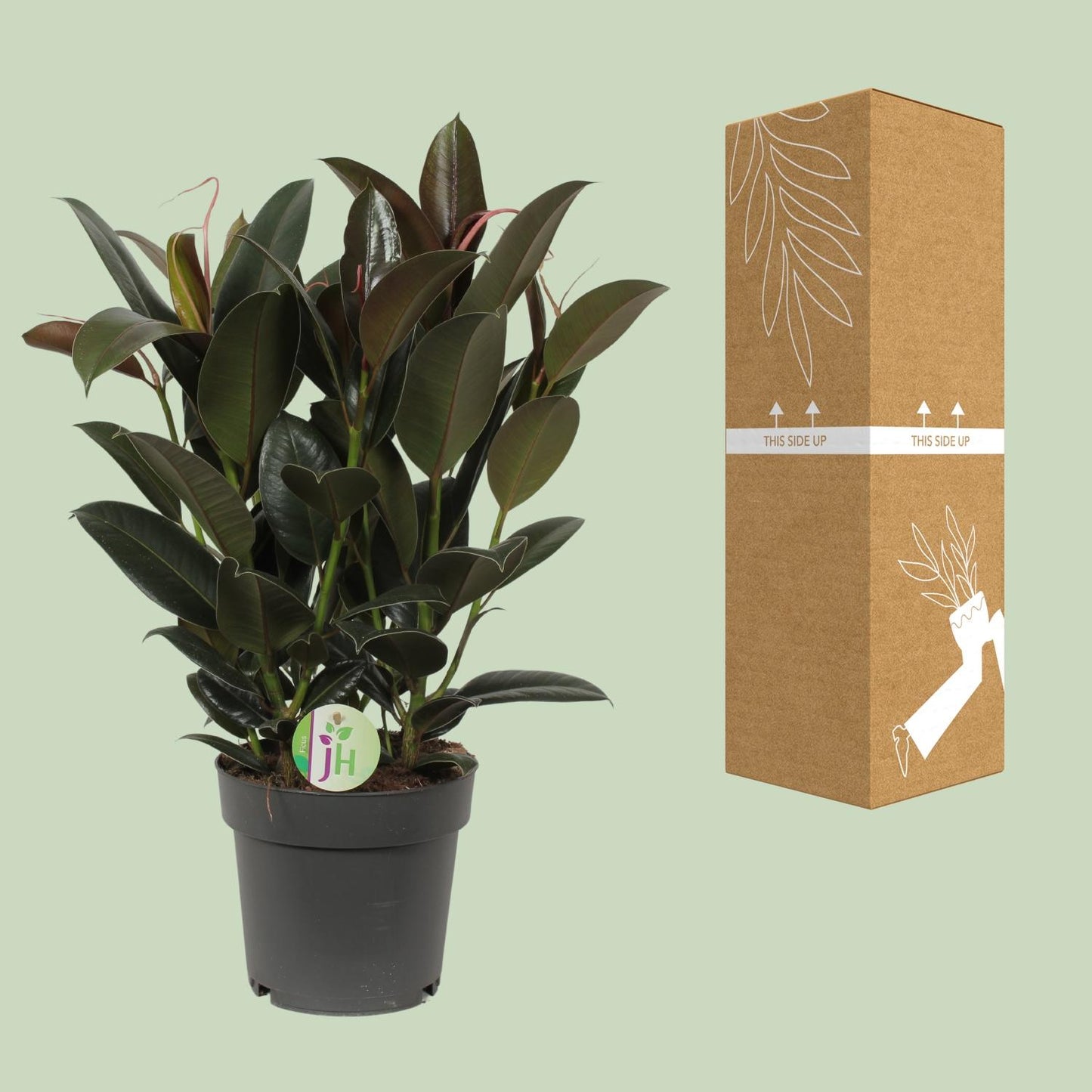 Ficus Melany - Ø19cm - ↕65cm by Pflanzfix24