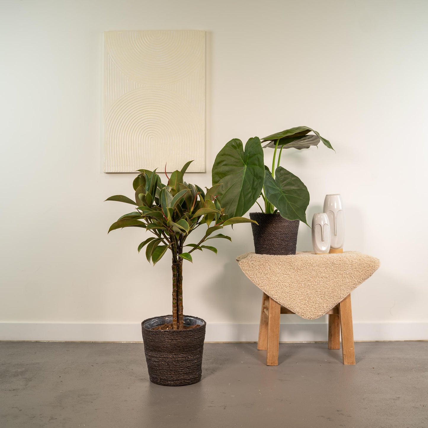 Ficus Elastica Melany + Alocasia Wentii Set - Ø21cm & Ø19cm - Pflanzfix24