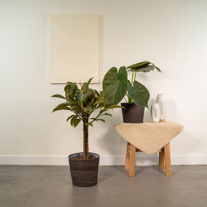 Ficus Elastica Melany + Alocasia Wentii Set - Ø21cm & Ø19cm - Pflanzfix24