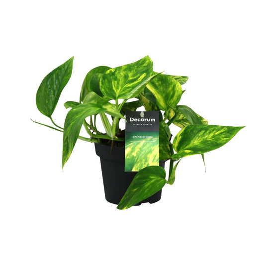 Scindapsus Pinnatum HiColor 20cm – Ø12cm Topf – Pflanzfix24.de - Pflanzfix24.de