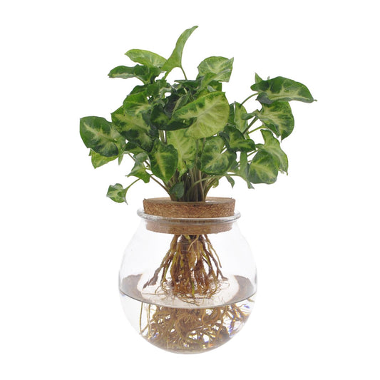 Syngonium Pixie Hydroponie Ø12cm – grüne Zimmerpflanze bei Pflanzfix24.de - Pflanzfix24.de