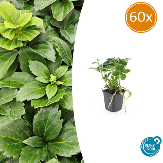 60x Pachysandra terminalis - ↕10-25cm - Ø9cm - Pflanzfix24.de - Pflanzfix24.de