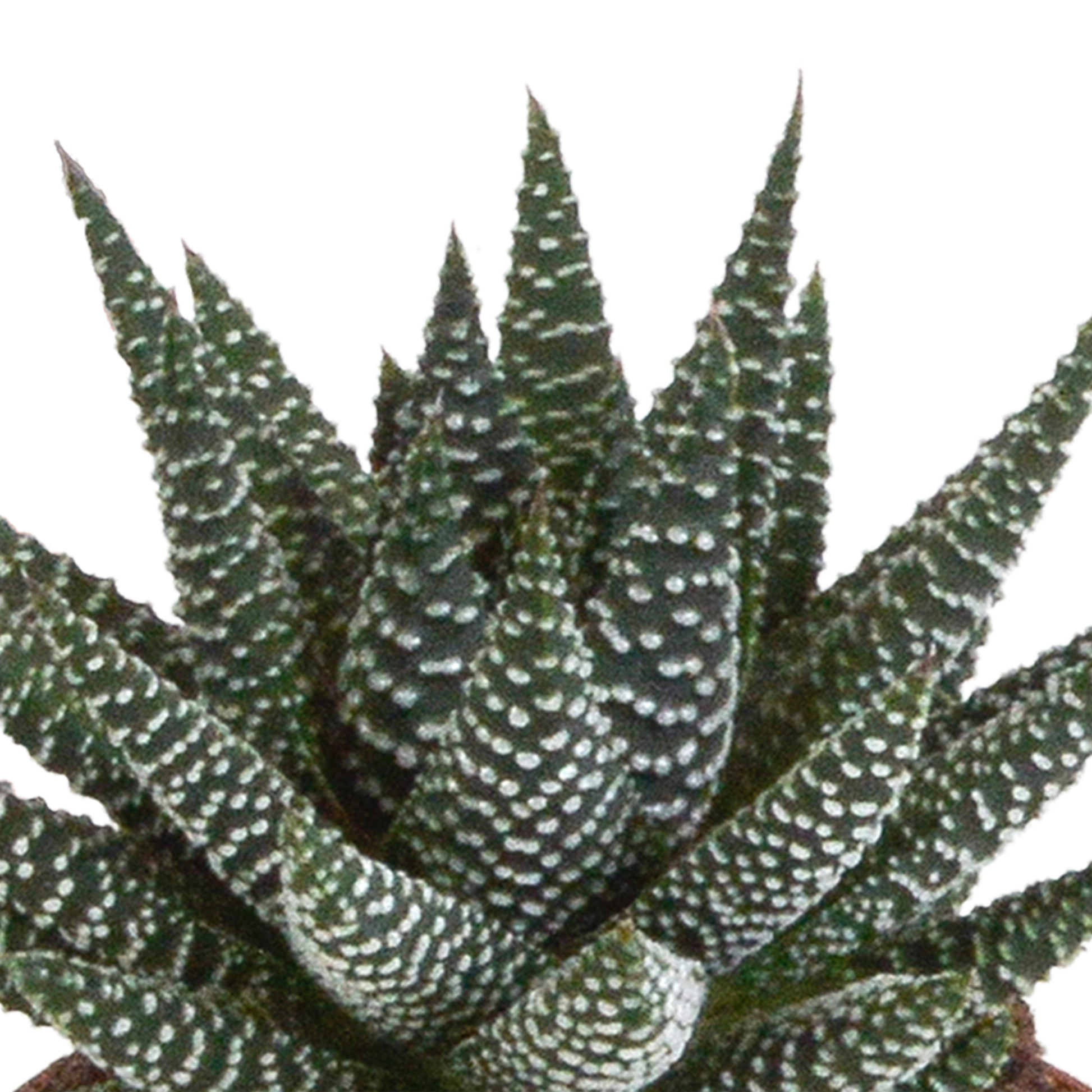 Gasteria/Haworthia-Mischung 8,5cm - 3x - in witte pot - Pflanzfix24.de - Pflanzfix24.de