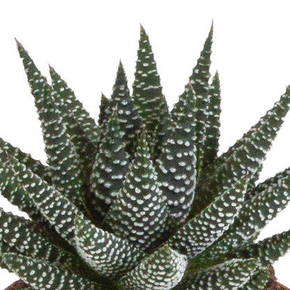 Gasteria/Haworthia-Mischung 8,5cm - 3x - in witte pot - Pflanzfix24.de - Pflanzfix24.de
