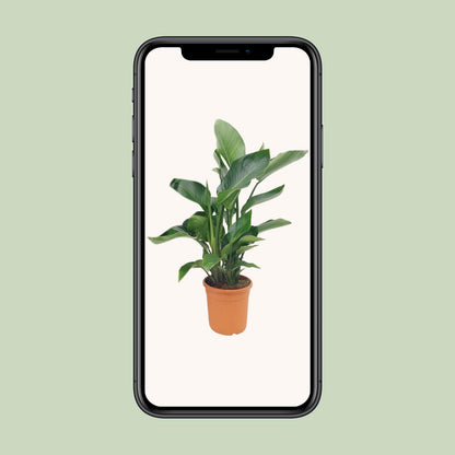 Strelitzia Nicolai - Ø22cm - ↕85cm - Pflanzfix24