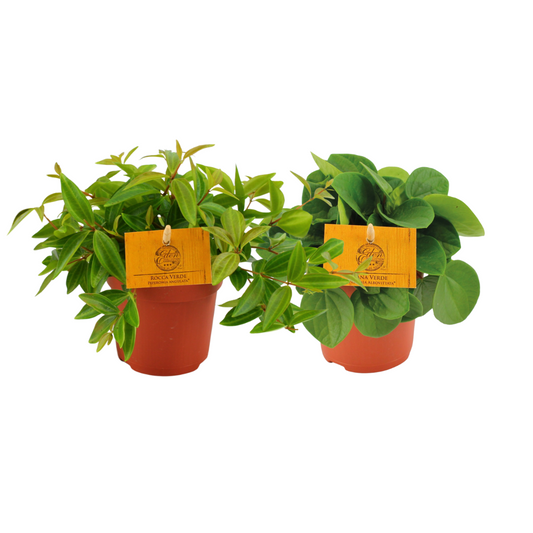 Peperomia Duo 2.0 - 2 Stücke - pflanzfix24