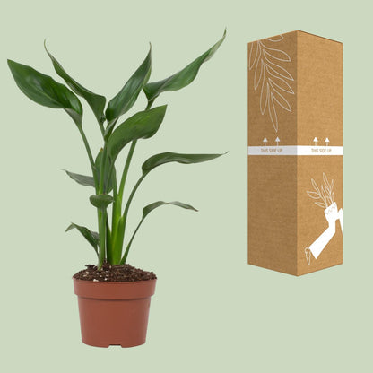 Strelitzia Reginae Paradiesvogelblume Ø12cm – Pflanzfix24