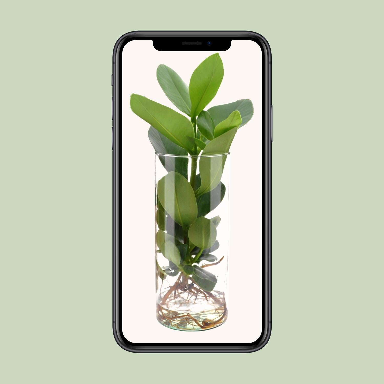 Clusia In Cylinder Glas - Ø12cm - ↕30cm - Pflanzfix24.de - Pflanzfix24.de