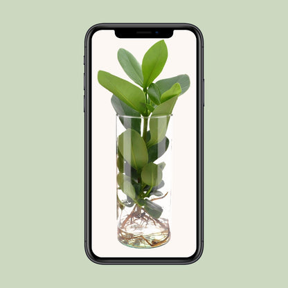 Clusia In Cylinder Glas - Ø12cm - ↕30cm - Pflanzfix24.de - Pflanzfix24.de