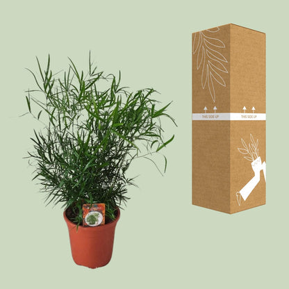 Asparagus Falcatus - Zimmerpflanze - Ø17cm - Pflanzfix24