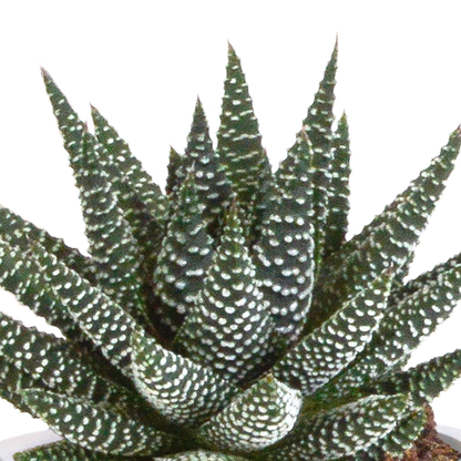 Gasteria/Haworthia-Mischung 8,5cm - 3x - in Terracotta-Topf | Pflanzfix24.de - Pflanzfix24.de