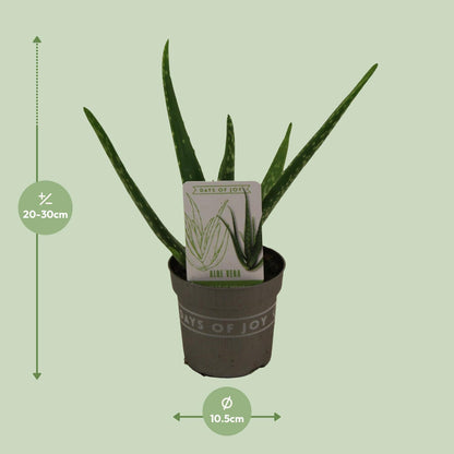Aloe Vera - Ø10,5cm - ↕30cm - Pflanzfix24