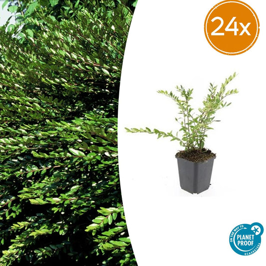 24x Lonicera pileata - ↕10-25cm - Ø9cm by Pflanzfix24
