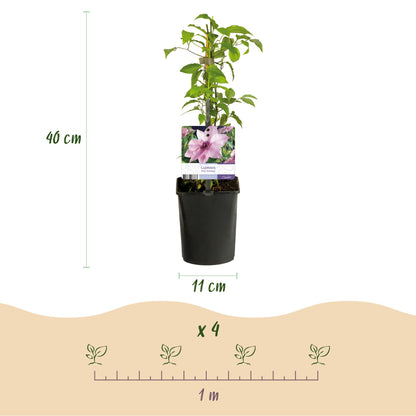 Pflanzfix24.de - Clematis Pink Fantasy - Kletterpflanze - 2 Pflanzen - Pflanzfix24.de