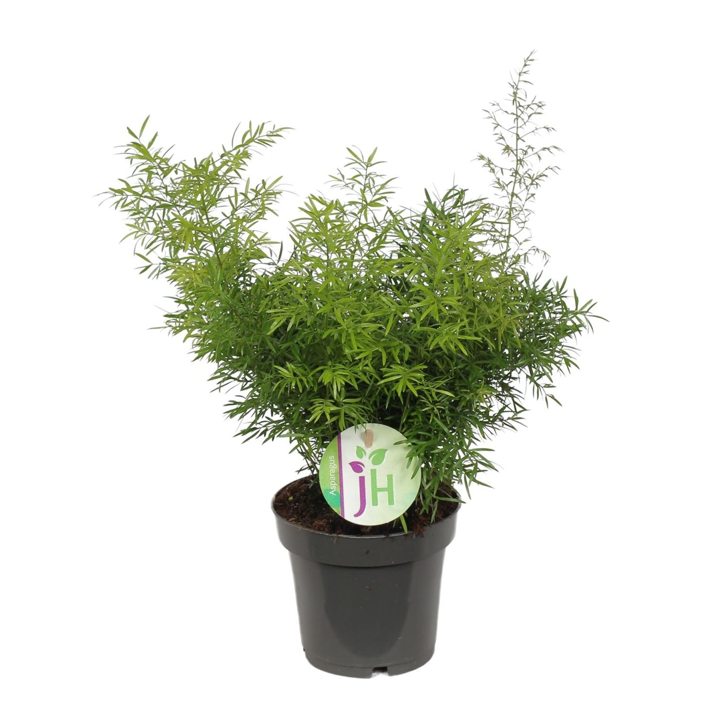 Asparagus Cwebe - Ø12cm - ↕30cm - Pflanzfix24