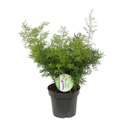 Asparagus Cwebe - Ø12cm - ↕30cm - Pflanzfix24