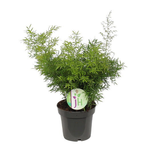 Asparagus Cwebe - Ø12cm - ↕30cm - Pflanzfix24