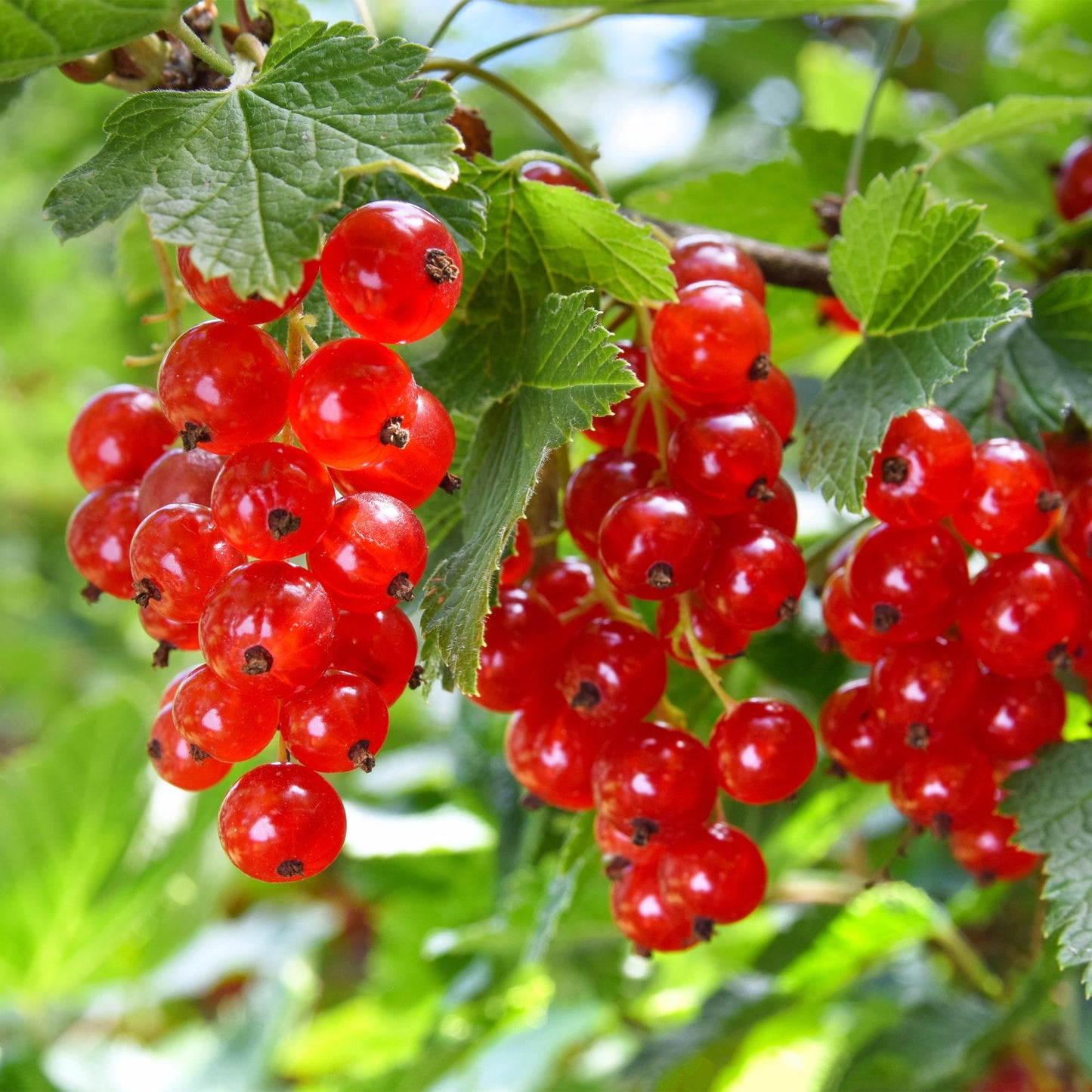 Pflanzfix24 - Rote Johannisbeere - 2 Pflanzen - Topf 11cm