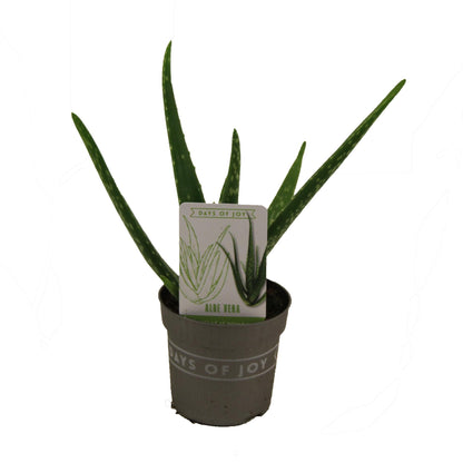 Aloe Vera - Ø10,5cm - ↕30cm - Pflanzfix24