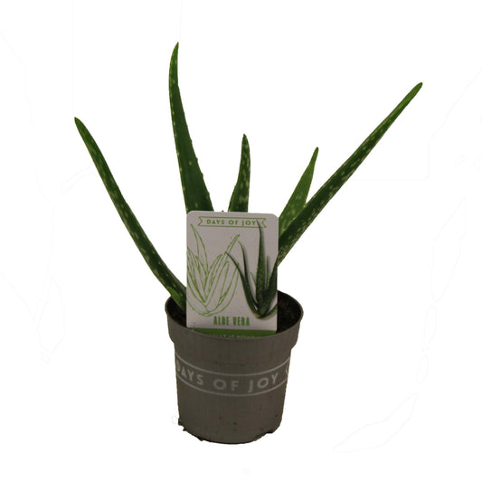 Aloe Vera - Ø10,5cm - ↕30cm - Pflanzfix24