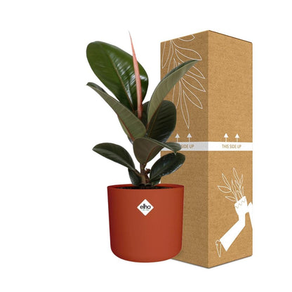 Ficus Elastica ‘Robusta’ in ELHO b.for soft rond 14cm brique - Pflanzfix24
