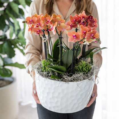 Orangenes Orchideen-Pflanzenset mit Wasserreservoir | Pflanzfix24.de - Pflanzfix24.de