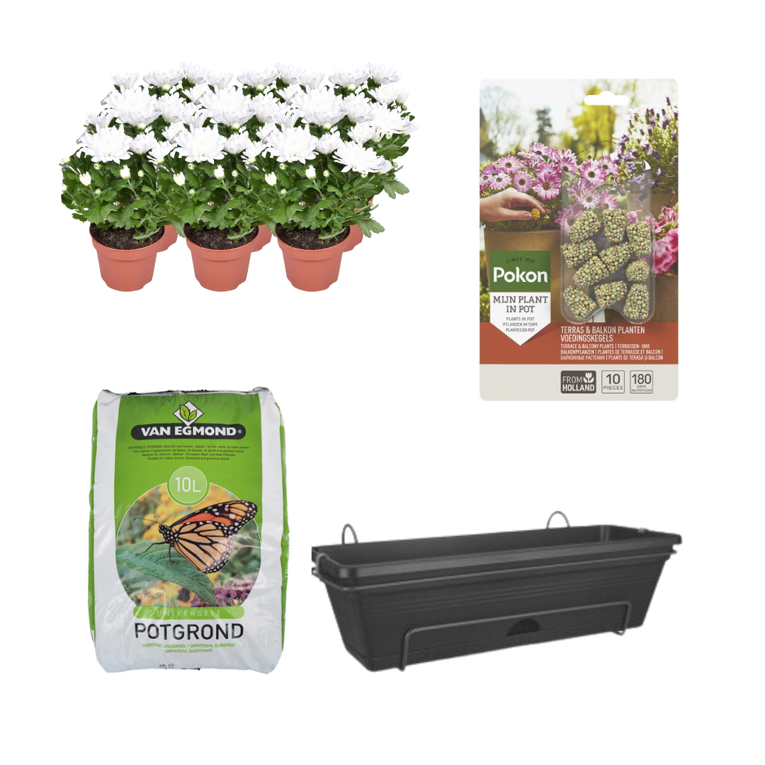 Balkonbak Zwart DIY-Set - Chrysanthemum Brave - Pflanzfix24.de - Pflanzfix24.de