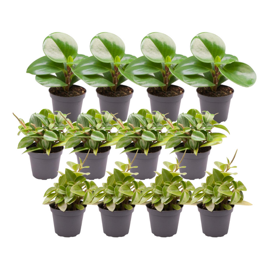 12x Peperomia Mix B - Pflanzfix24