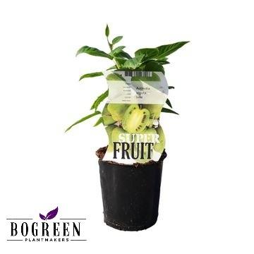 Actinidia Issai (12063) - Ø12cm - ↕30cm bei Pflanzfix24