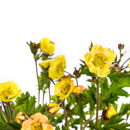 Geum Rivale Yellow Ø19cm - ↕50 - 70cm - Pflanzfix24